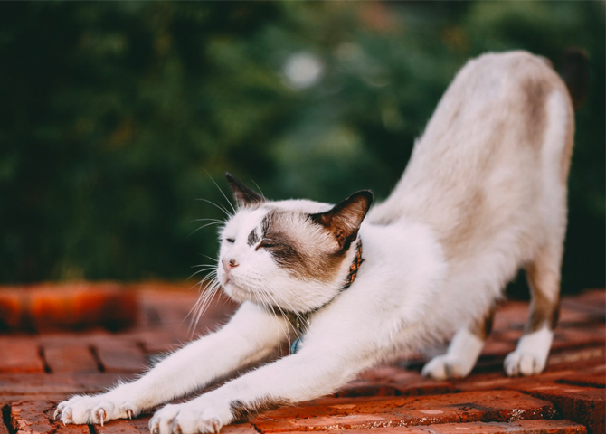 Stretching in the morning benefits