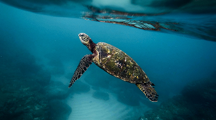 Sea turtle conservation programs worth traveling for