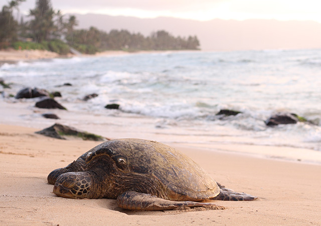 6 Sea turtle conservation programs worth travelling for | Buro 24/7